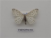 藏品(尺蛾107)的圖片